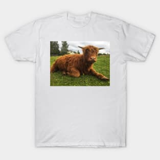 Scottish Highland Cattle Calf 2061 T-Shirt